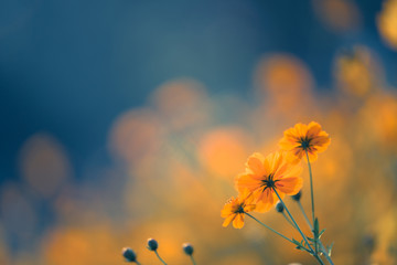 养生壶可以煮鸡鸭鱼汤么