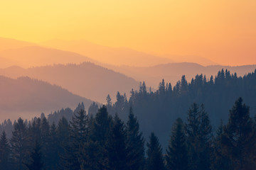 光遇普通陪和指定陪是什么