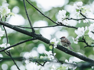 养生壶可以煮鸡鸭鱼汤么