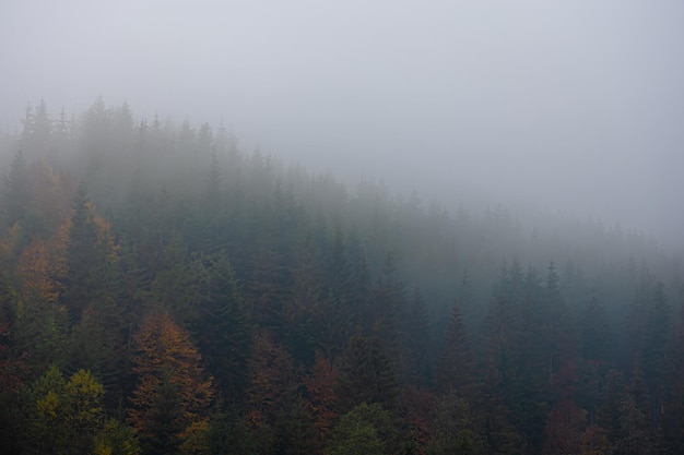 我喜欢的植物及特点