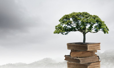 切花月季怎么养护（关于月季切花的养护知识）